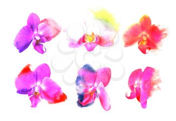 Set orchid flowers. Watercolor buds with blots of paint. Expressive style. For spa salon, wedding cards, decorating holidays, anniversaries