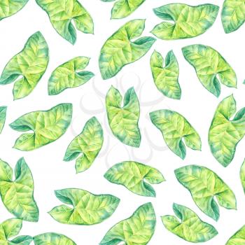 A leaf of a tropical plant. Syngonium aroids is an ampel plant, a liana. Watercolor illustration. Texture for scrapbooking, wrapping paper, textiles, web page, wallpapers, surface design, fashion