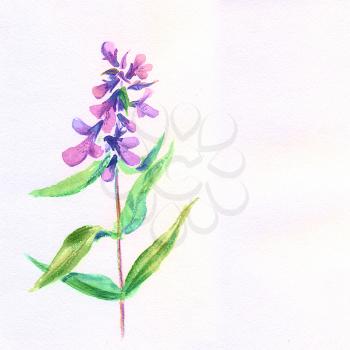 Lilac flower. Watercolor floral illustration. Floral decorative element.