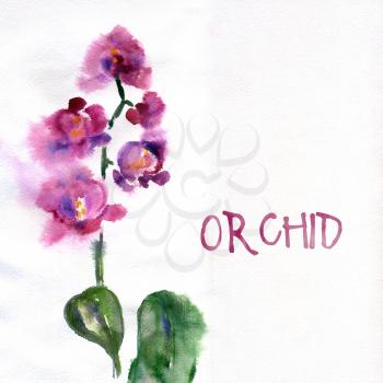 Pink orchid isolated on white painted in watercolor