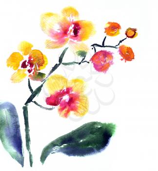yellow orchid isolated on white painted in watercolor