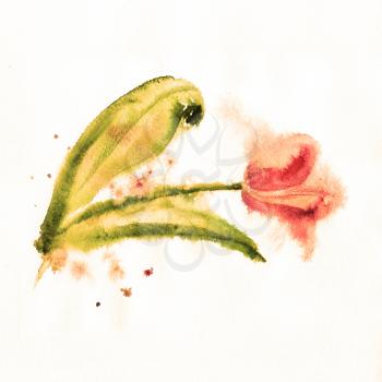 red tulip on a white background painted in watercolor