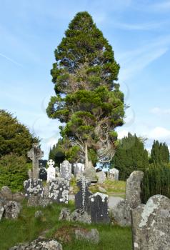 cemetery with big tree in Glendalough, Ireland