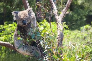 Australian Koala Bear sleeping on tree