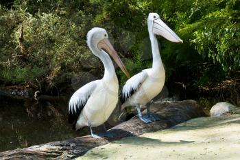 Australian pelicans (Pelecanus conspicillatus)  in the Lake