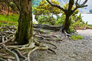  tree in the forest, Killarney National Park, County Kerry,republic of Ireland 