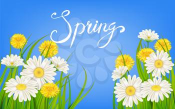 Spring banner. Hand drawn lettering. Background with chamomile, daisy