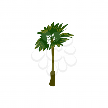 Palm tree tropical. Exotic floral plant with leaves isolated. Vector illustration