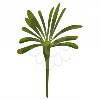 Palm tree tropical. Exotic floral plant with leaves isolated. Vector illustration