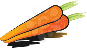 Two orange carrot root with green leaf vector color drawing or illustration 