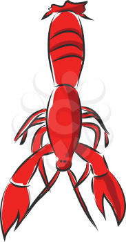 Red crayfish vector illsutration on white background.