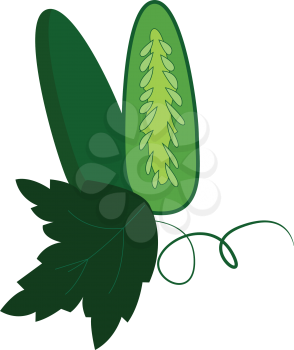 Simple cucumber cut in half vector illustration on white background.