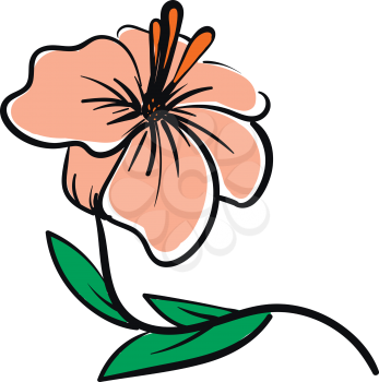 Vector illustration of a pale pink hibiscus flower with orange pestle and green leaves white background 
