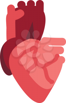 Vector illustration of a human heart on white background 