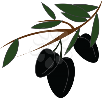 Black olives on a branch simple vector illustration on white background 