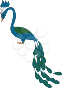 Blue and green peacock vector illustration on white background 