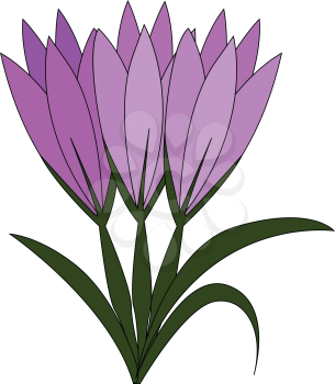 Violet crocus flowers with green leaves vector illustration on white background 