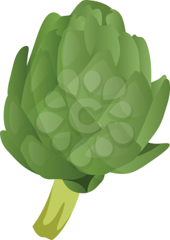 Green artichoke vector illustration of vegetables on white background.