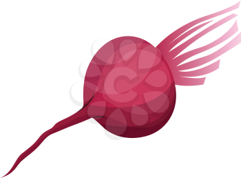 Bright pink beetroot vector illustration of vegetables on white background.