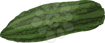 Green bitter melonvector illustration of vegetables on white background.