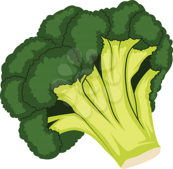 Dark green and light green cartoon of broccoli vector illustration of vegetables on white background.