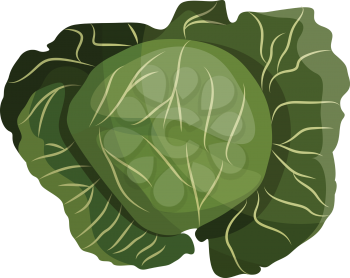 Green cabbage vector illustration of vegetables on white background.