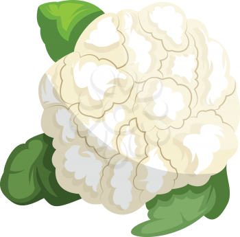 White cauliflower with green leafsvector illustration of vegetables on white background.