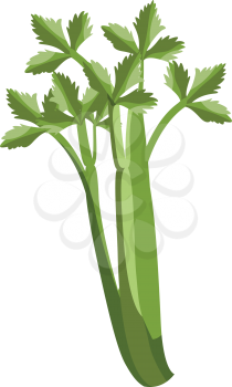 Green celery with leafs vector illustration of vegetables on white background.
