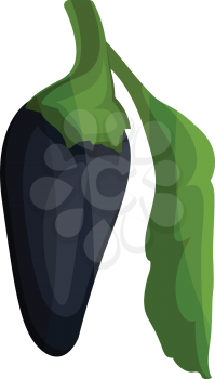 Dark blue chilli pepper with green leaf vector illustration of vegetables on white background.