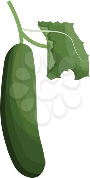 Green cucumber with green leaf vector illustration of vegetables on white background.