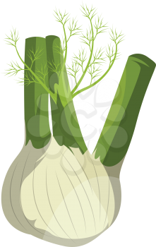 Cartoon fennel vector illustration of vegetables on white background.