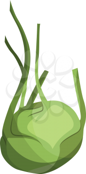 Light green kohlrabi vector illustration of vegetables on white background.