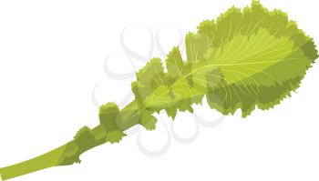 Light green lettuce leaf vector illustration of vegetables on white background.