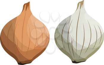 Brown and white onion vector illustration of vegetables on white background.