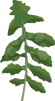Green ruccola leaf vector illustration of vegetables on white background.
