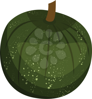 Green pumpkin vector illustration of vegetables on white background.