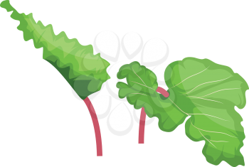 Green and pink rhubarb leafs vector illustration of vegetables on white background.