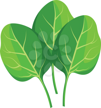 Green spinach leafs vector illustration of vegetables on white background.
