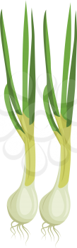 White spring onions with green leafs vector illustration of vegetables on white background.