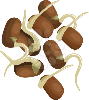 Brown sprout beans vector illustration of vegetables on white background.