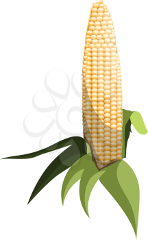 Light yellow sweet corn cob with green leafs vector illustration of vegetables on white background.