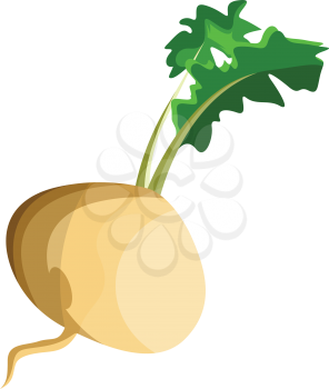 White turnip root with green leafs vector illustration of vegetables on white background.
