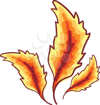 Three beautiful feather in shades of red and yellow color vector color drawing or illustration 