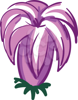 Purple lily flower illustration color vector on white background
