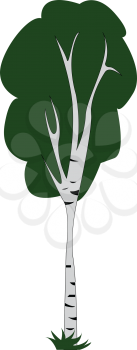 Tall birch tree illustration print vector on white background