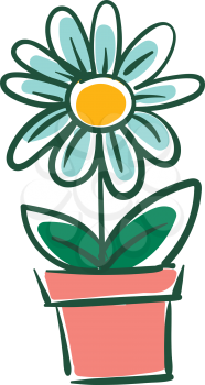 Vector illustration on white background of a daisy flower in a flowerpot 