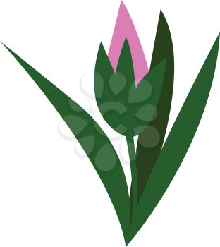 A pink tulip flower vector color drawing or illustration