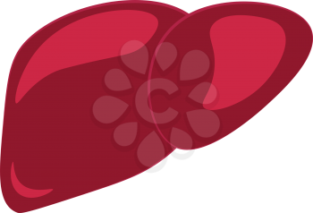 A blood red liver vector color drawing or illustration