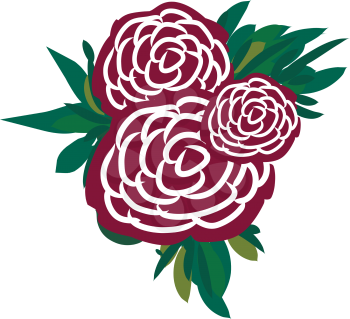 A bunch of maroon and white roses vector color drawing or illustration