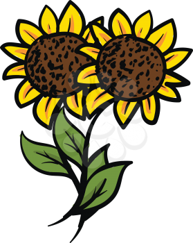 Two yellow sunflowers with green leaves vector illustration on white background